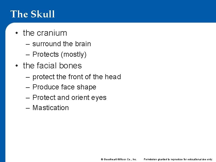 The Skull • the cranium – surround the brain – Protects (mostly) • the