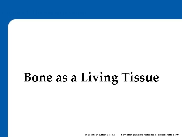 Chapter 4: The Skeletal System Lesson 4. 1 Bone as a Living Tissue ©