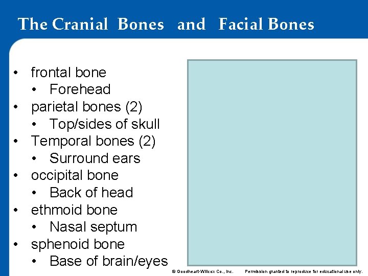 The Cranial Bones and Facial Bones • frontal bone • Forehead • parietal bones