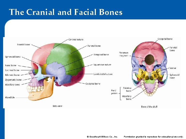 The Cranial and Facial Bones © Goodheart-Willcox Co. , Inc. Permission granted to reproduce