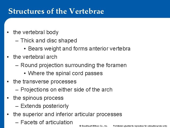 Structures of the Vertebrae • the vertebral body – Thick and disc shaped •