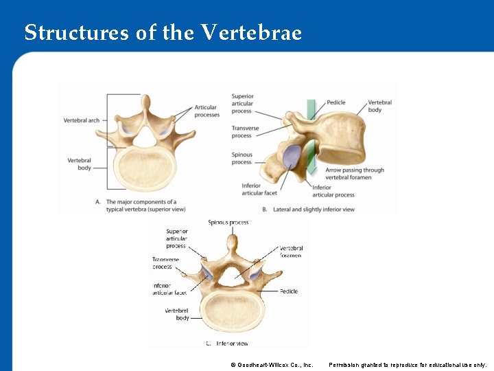 Structures of the Vertebrae © Goodheart-Willcox Co. , Inc. Permission granted to reproduce for