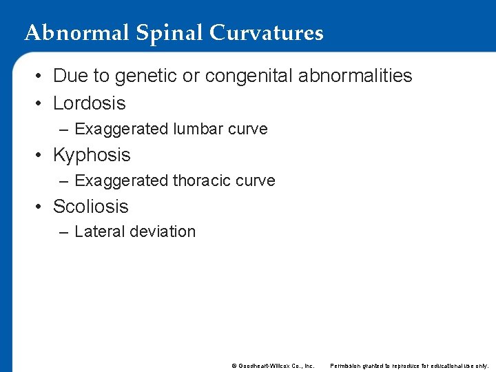 Abnormal Spinal Curvatures • Due to genetic or congenital abnormalities • Lordosis – Exaggerated