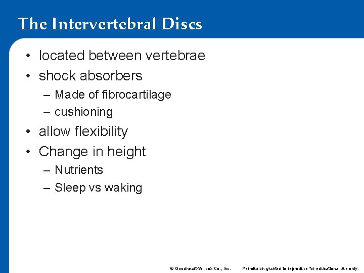 The Intervertebral Discs • located between vertebrae • shock absorbers – Made of fibrocartilage