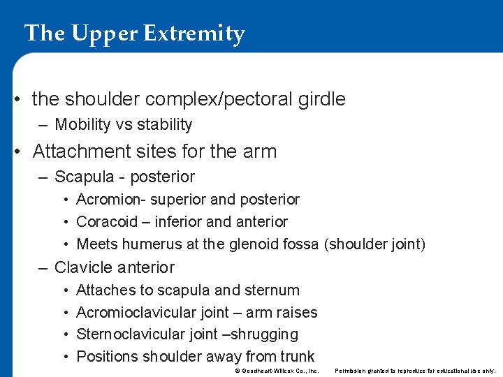 The Upper Extremity • the shoulder complex/pectoral girdle – Mobility vs stability • Attachment