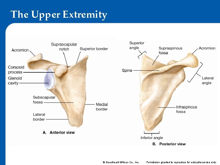 The Upper Extremity © Goodheart-Willcox Co. , Inc. Permission granted to reproduce for educational