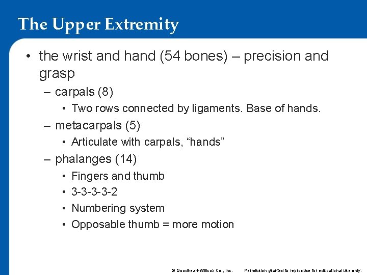 The Upper Extremity • the wrist and hand (54 bones) – precision and grasp