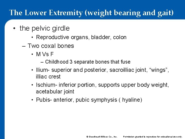 The Lower Extremity (weight bearing and gait) • the pelvic girdle • Reproductive organs,