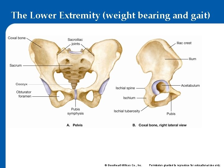 The Lower Extremity (weight bearing and gait) © Goodheart-Willcox Co. , Inc. Permission granted
