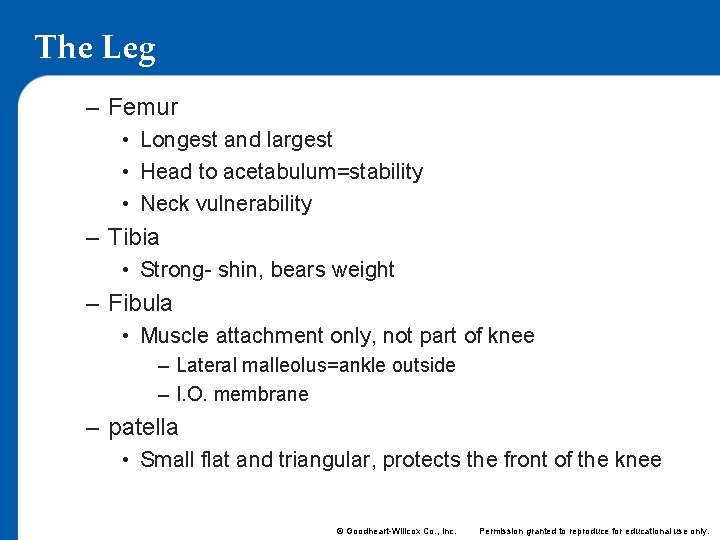 The Leg – Femur • Longest and largest • Head to acetabulum=stability • Neck