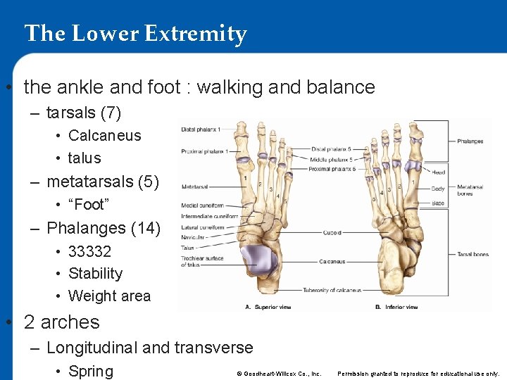 The Lower Extremity • the ankle and foot : walking and balance – tarsals