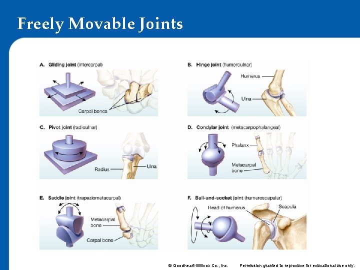 Freely Movable Joints © Goodheart-Willcox Co. , Inc. Permission granted to reproduce for educational