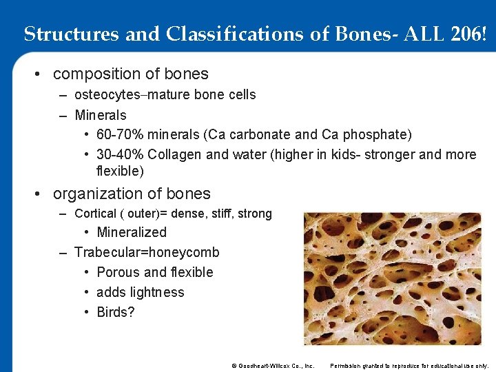 Structures and Classifications of Bones- ALL 206! • composition of bones – osteocytes–mature bone