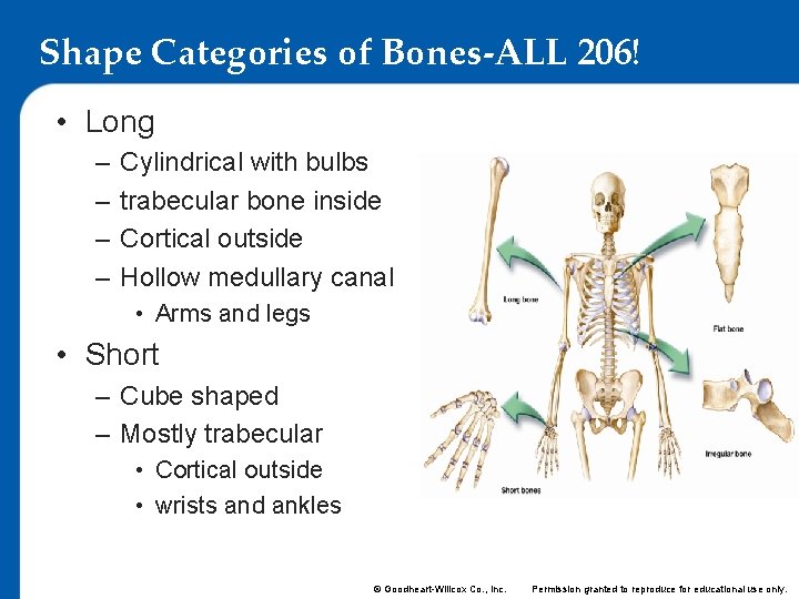 Shape Categories of Bones-ALL 206! • Long – – Cylindrical with bulbs trabecular bone