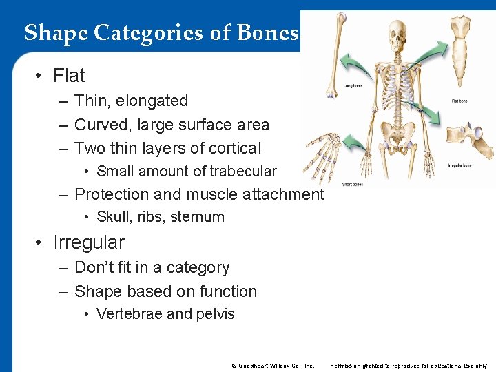 Shape Categories of Bones • Flat – Thin, elongated – Curved, large surface area