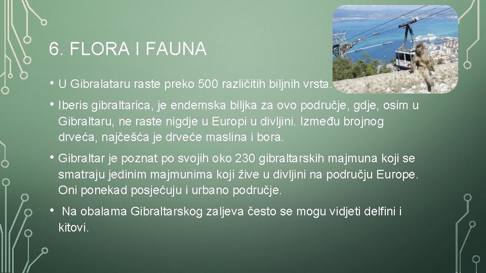 6. FLORA I FAUNA • U Gibralataru raste preko 500 različitih biljnih vrsta. •