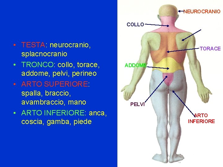 NEUROCRANIO COLLO • TESTA: neurocranio, splacnocranio • TRONCO: collo, torace, addome, pelvi, perineo •