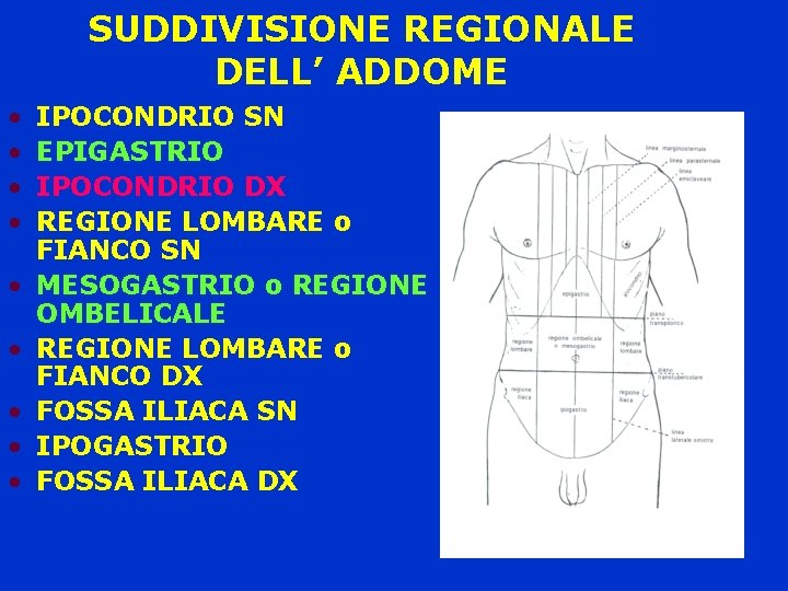 SUDDIVISIONE REGIONALE DELL’ ADDOME • • • IPOCONDRIO SN EPIGASTRIO IPOCONDRIO DX REGIONE LOMBARE