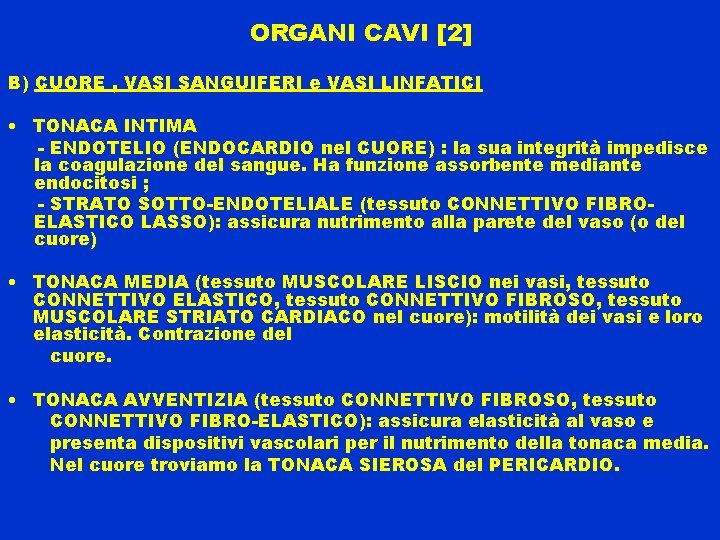 ORGANI CAVI [2] B) CUORE , VASI SANGUIFERI e VASI LINFATICI • TONACA INTIMA