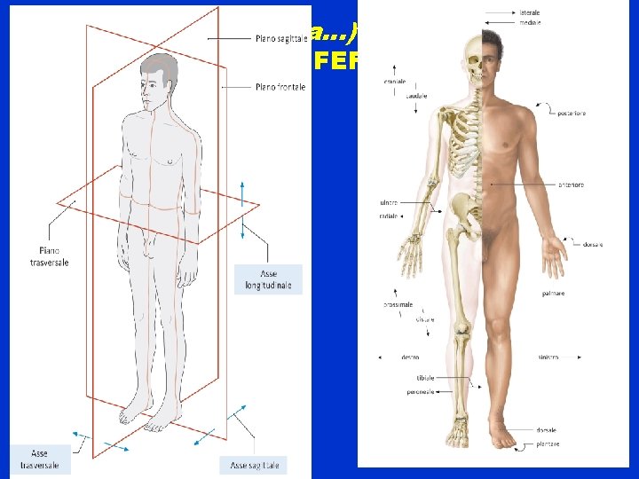 “UOMO (? . . . donna…) ANATOMICO”: PIANI DI RIFERIMENTO 