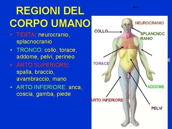 REGIONI DEL CORPO UMANO • TESTA: neurocranio, splacnocranio • TRONCO: collo, torace, addome, pelvi,