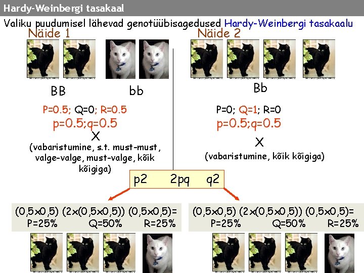Hardy-Weinbergi tasakaal Valiku puudumisel lähevad genotüübisagedused Hardy-Weinbergi tasakaalu Näide 1 BB Näide 2 Bb