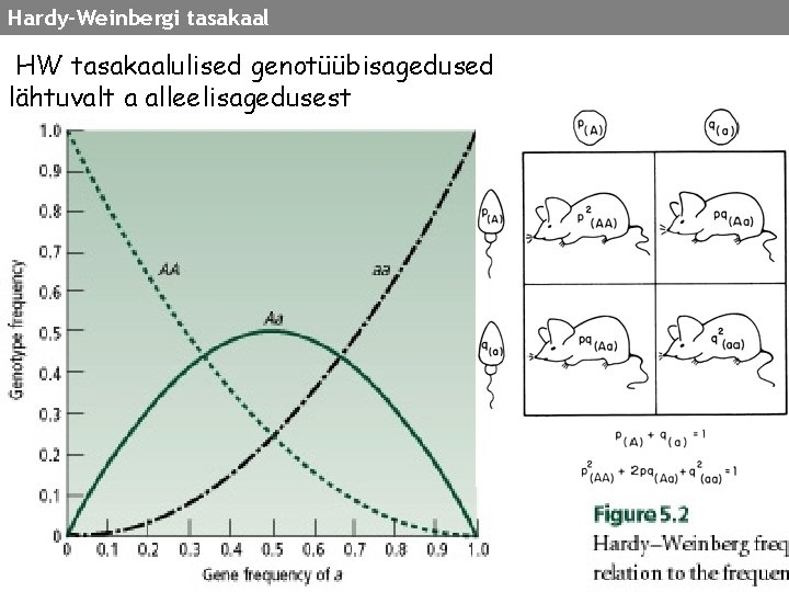 Hardy-Weinbergi tasakaal HW tasakaalulised genotüübisagedused lähtuvalt a alleelisagedusest 