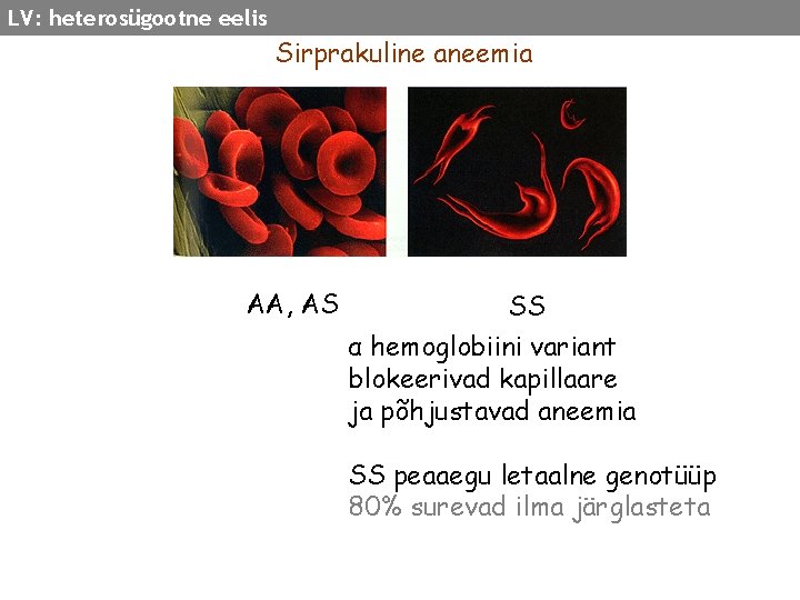 LV: heterosügootne eelis Sirprakuline aneemia AA, AS SS α hemoglobiini variant blokeerivad kapillaare ja