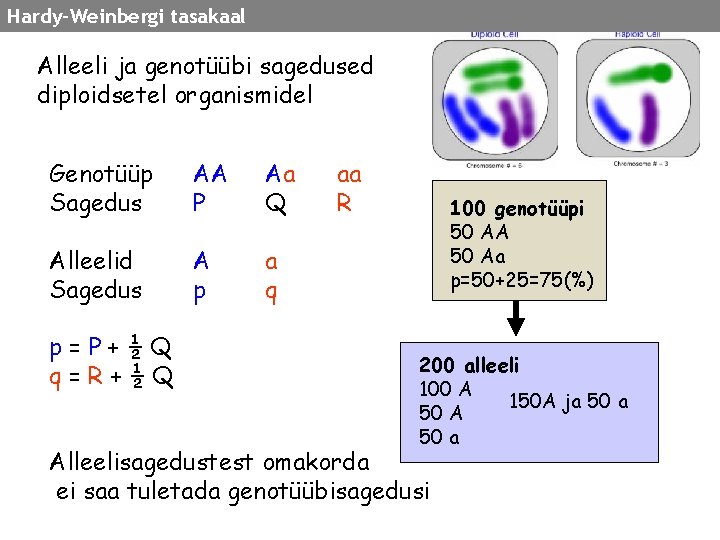 Hardy-Weinbergi tasakaal Alleeli ja genotüübi sagedused diploidsetel organismidel Genotüüp Sagedus AA P Aa Q