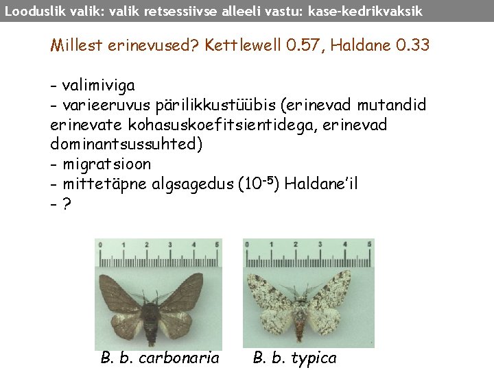 Looduslik valik: valik retsessiivse alleeli vastu: kase-kedrikvaksik Millest erinevused? Kettlewell 0. 57, Haldane 0.