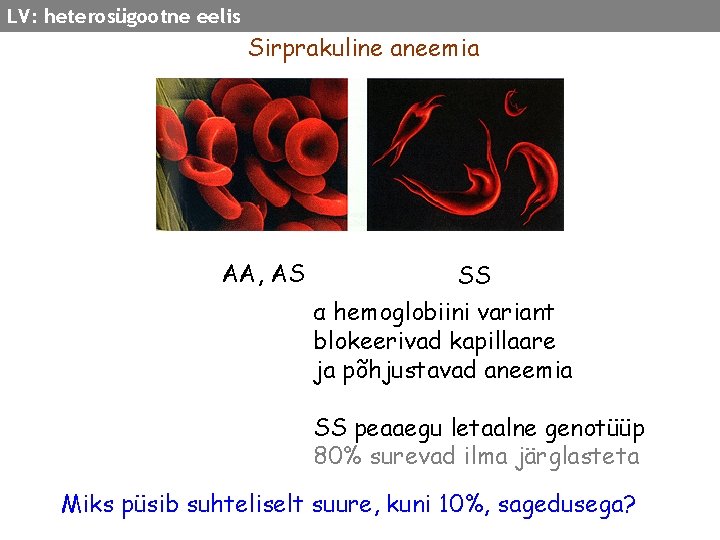 LV: heterosügootne eelis Sirprakuline aneemia AA, AS SS α hemoglobiini variant blokeerivad kapillaare ja