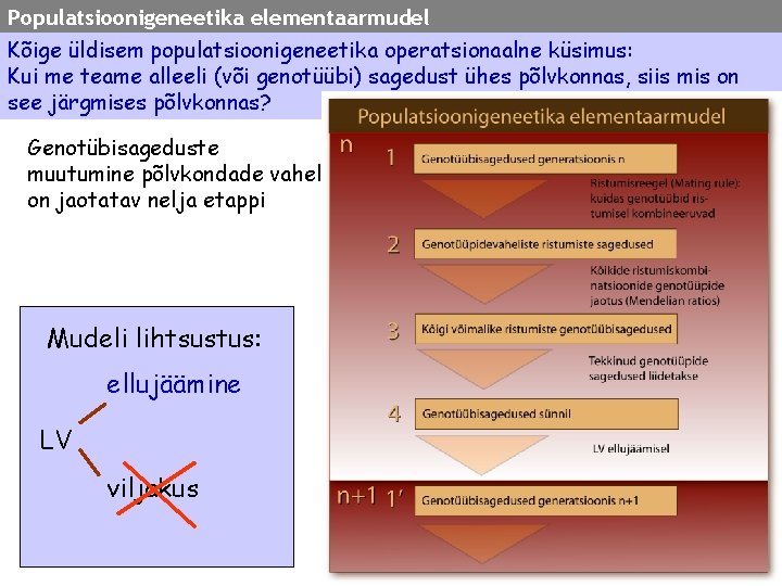 Populatsioonigeneetika elementaarmudel Kõige üldisem populatsioonigeneetika operatsionaalne küsimus: Kui me teame alleeli (või genotüübi) sagedust