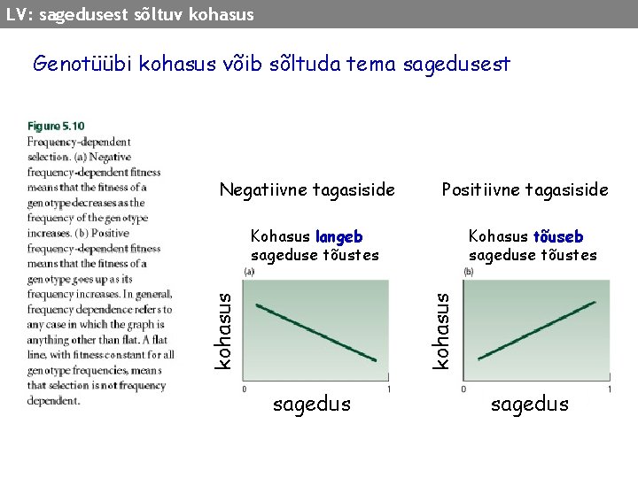LV: sagedusest sõltuv kohasus Genotüübi kohasus võib sõltuda tema sagedusest Negatiivne tagasiside Positiivne tagasiside