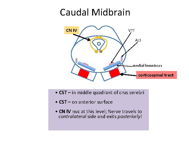 Caudal Midbrain CN IV VTT ALS IV medial lemniscus corticospinal tract • CST –