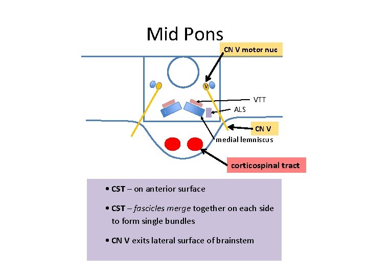 Mid Pons CN V motor nuc V ALS VTT CN V medial lemniscus corticospinal