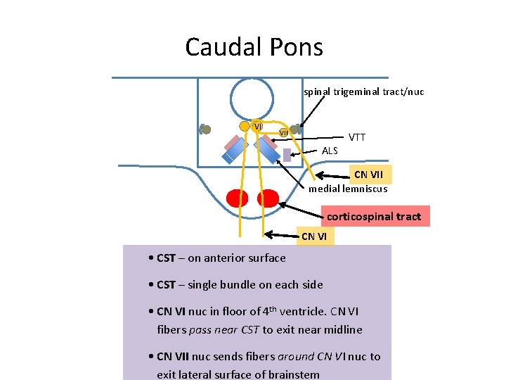 Caudal Pons spinal trigeminal tract/nuc VI VII ALS VTT CN VII medial lemniscus corticospinal