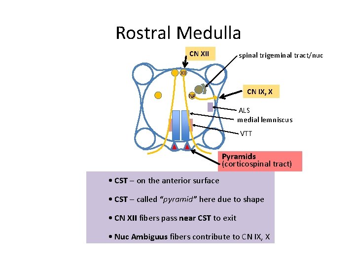 Rostral Medulla CN XII spinal trigeminal tract/nuc XII CN IX, X NA ALS medial