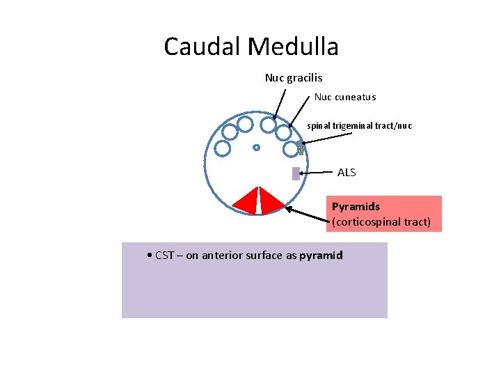 Caudal Medulla Nuc gracilis Nuc cuneatus spinal trigeminal tract/nuc ALS Pyramids (corticospinal tract) •