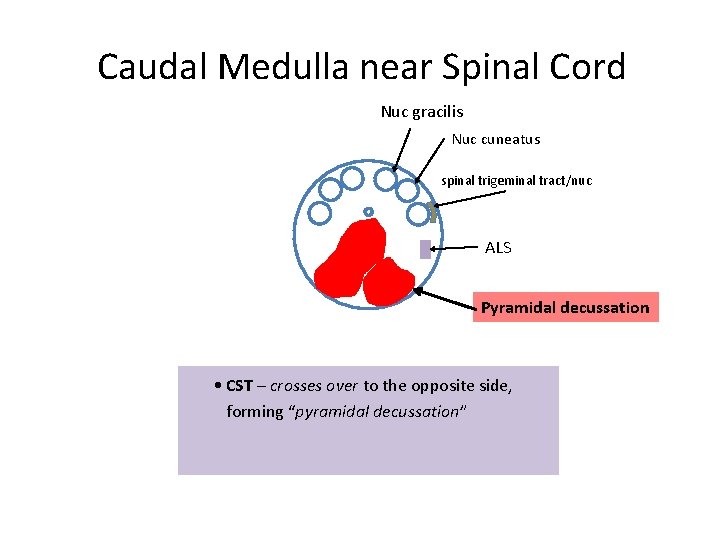 Caudal Medulla near Spinal Cord Nuc gracilis Nuc cuneatus spinal trigeminal tract/nuc ALS Pyramidal