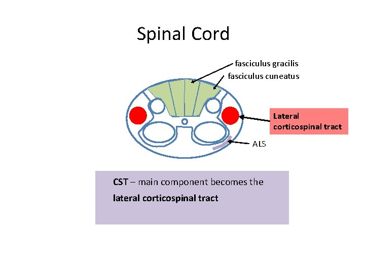 Spinal Cord fasciculus gracilis fasciculus cuneatus Lateral corticospinal tract ALS CST – main component