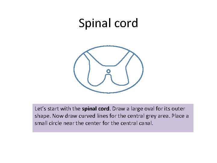 Spinal cord Let’s start with the spinal cord. Draw a large oval for its