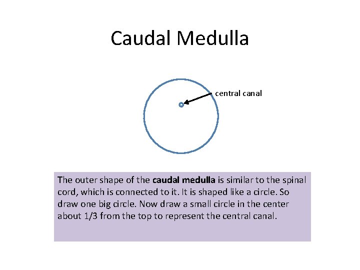Caudal Medulla central canal The outer shape of the caudal medulla is similar to