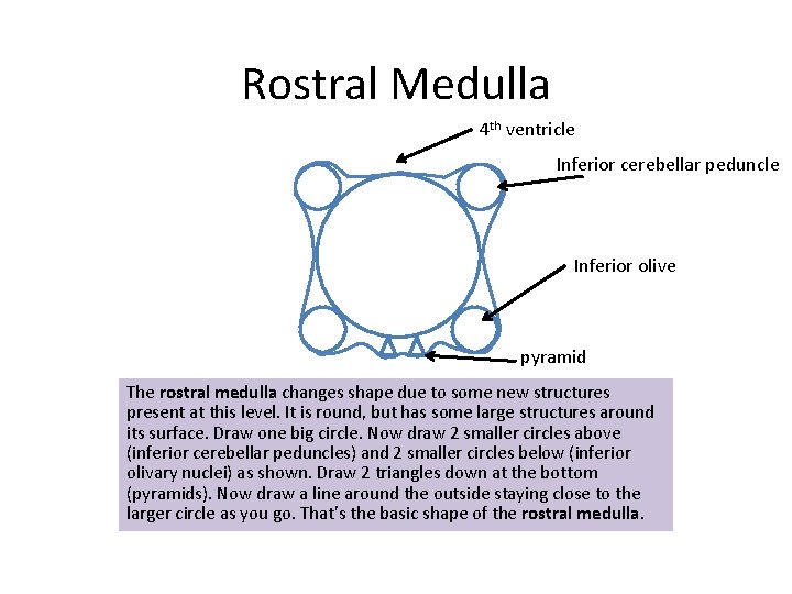 Rostral Medulla 4 th ventricle Inferior cerebellar peduncle Inferior olive pyramid The rostral medulla