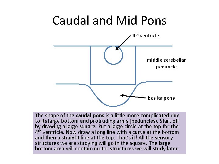 Caudal and Mid Pons 4 th ventricle middle cerebellar peduncle basilar pons The shape