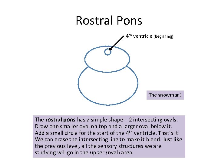 Rostral Pons 4 th ventricle (beginning) The snowman! The rostral pons has a simple