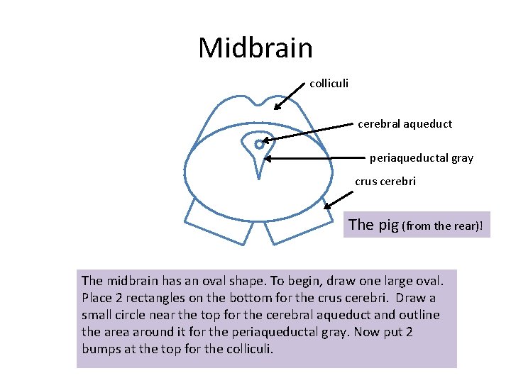 Midbrain colliculi cerebral aqueduct periaqueductal gray crus cerebri The pig (from the rear)! The