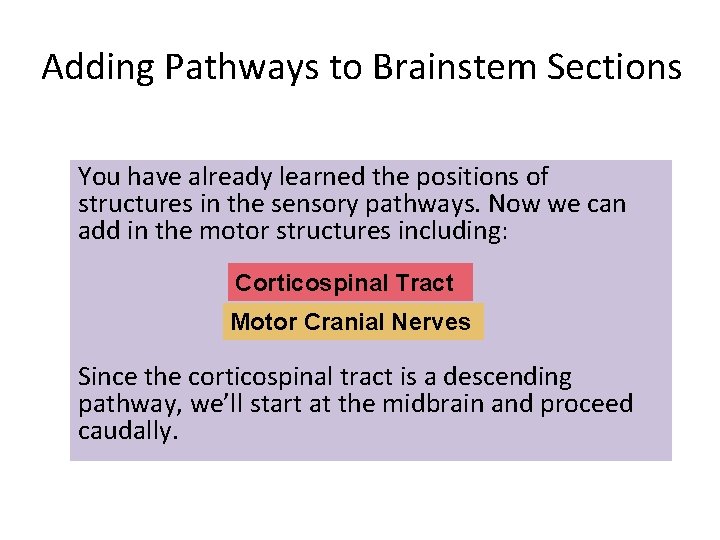 Adding Pathways to Brainstem Sections You have already learned the positions of structures in