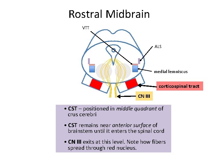 Rostral Midbrain VTT ALS medial lemniscus corticospinal tract CN III • CST – positioned