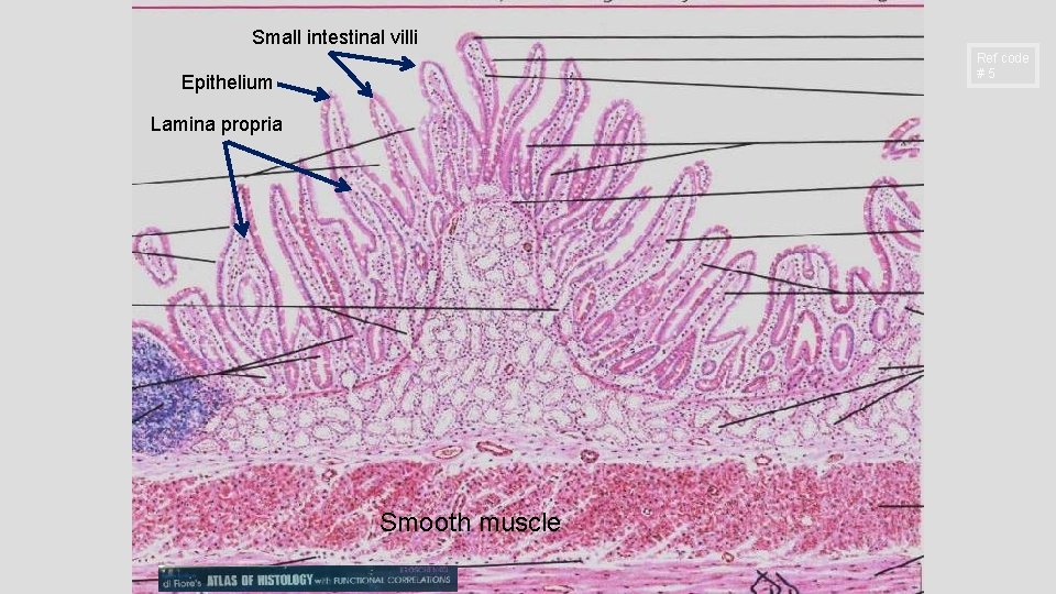 Small intestinal villi Ref code #5 Epithelium Lamina propria Smooth muscle Small intestinal villi Ref code #5 Epithelium Lamina propria Smooth muscle