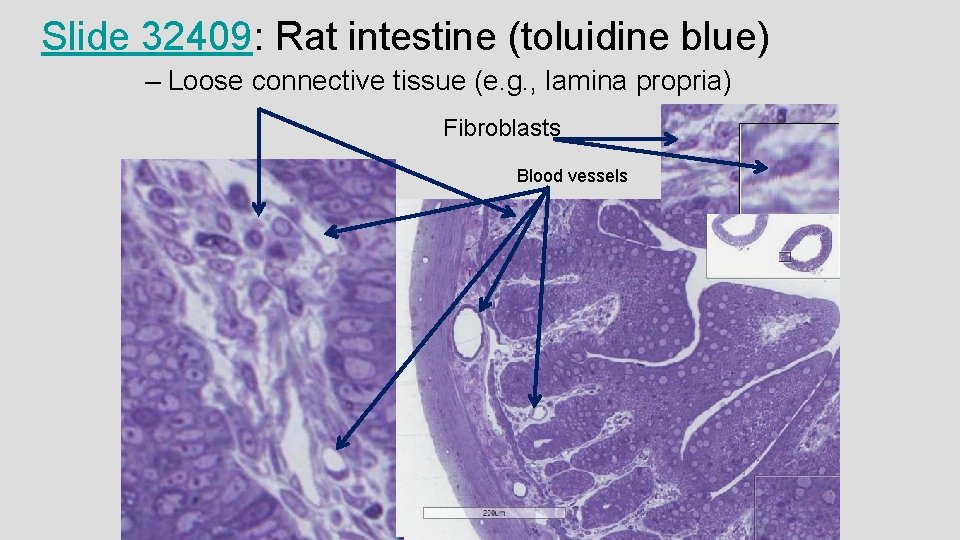 Slide 32409: Rat intestine (toluidine blue) – Loose connective tissue (e. g. , lamina